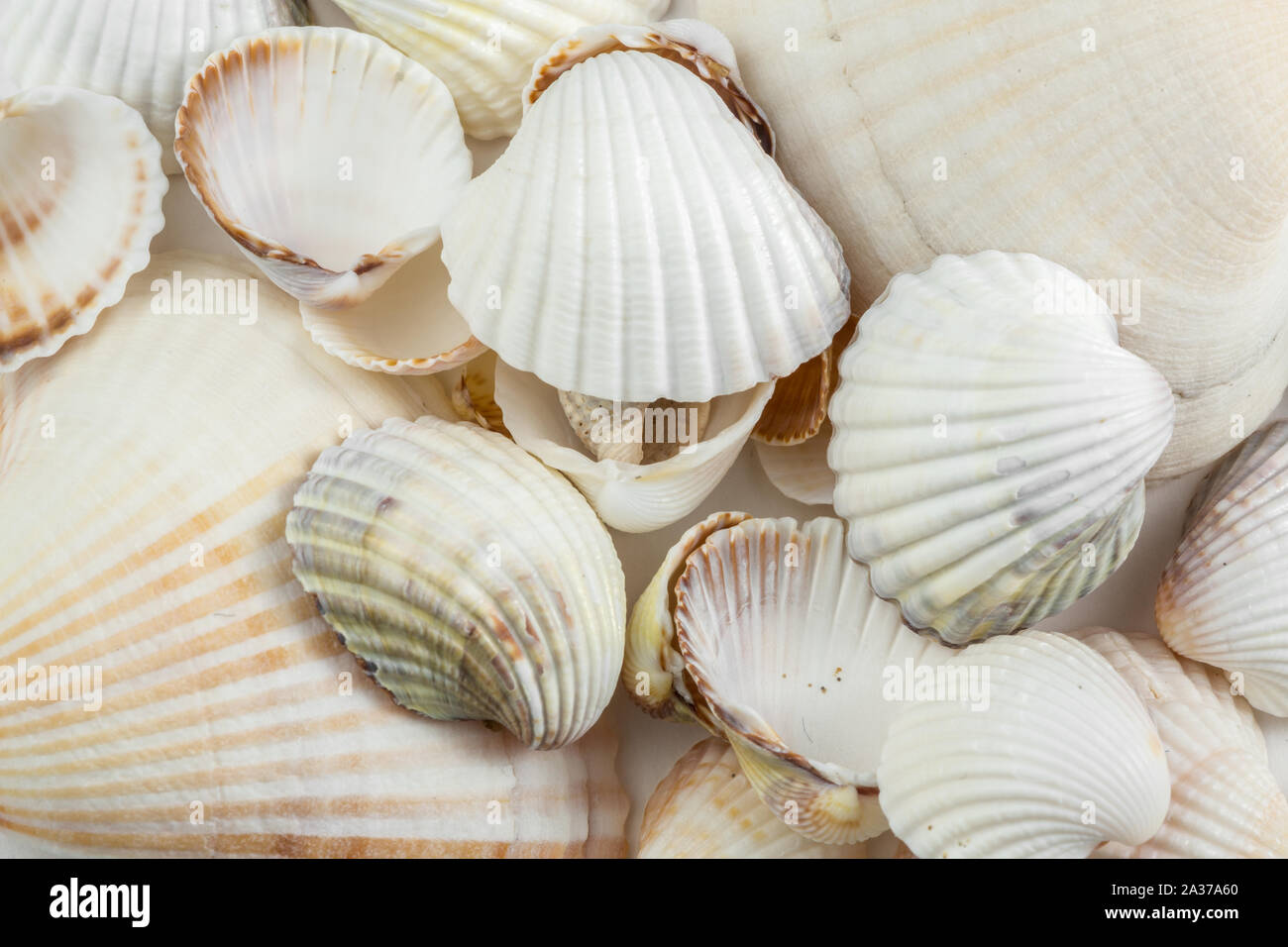 Arrière-plan de petits coquillages tons beiges sur fond blanc. Banque D'Images