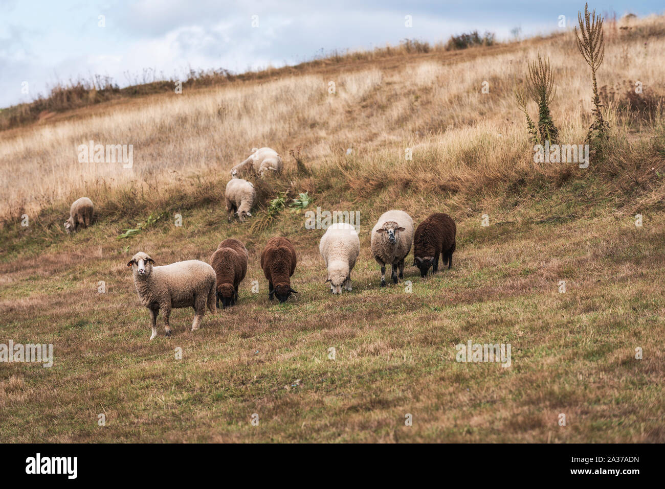 Groupe de moutons paissant dans les enclos à ferme. Paysage d'automne rural campagne australienne. Banque D'Images