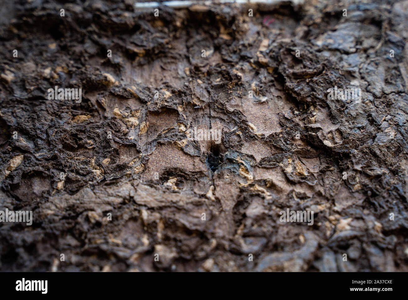 Les termites mangent le bois de la chambre. Ils détruisent les maisons, les pièces en bois et de détruire les produits du bois. Banque D'Images