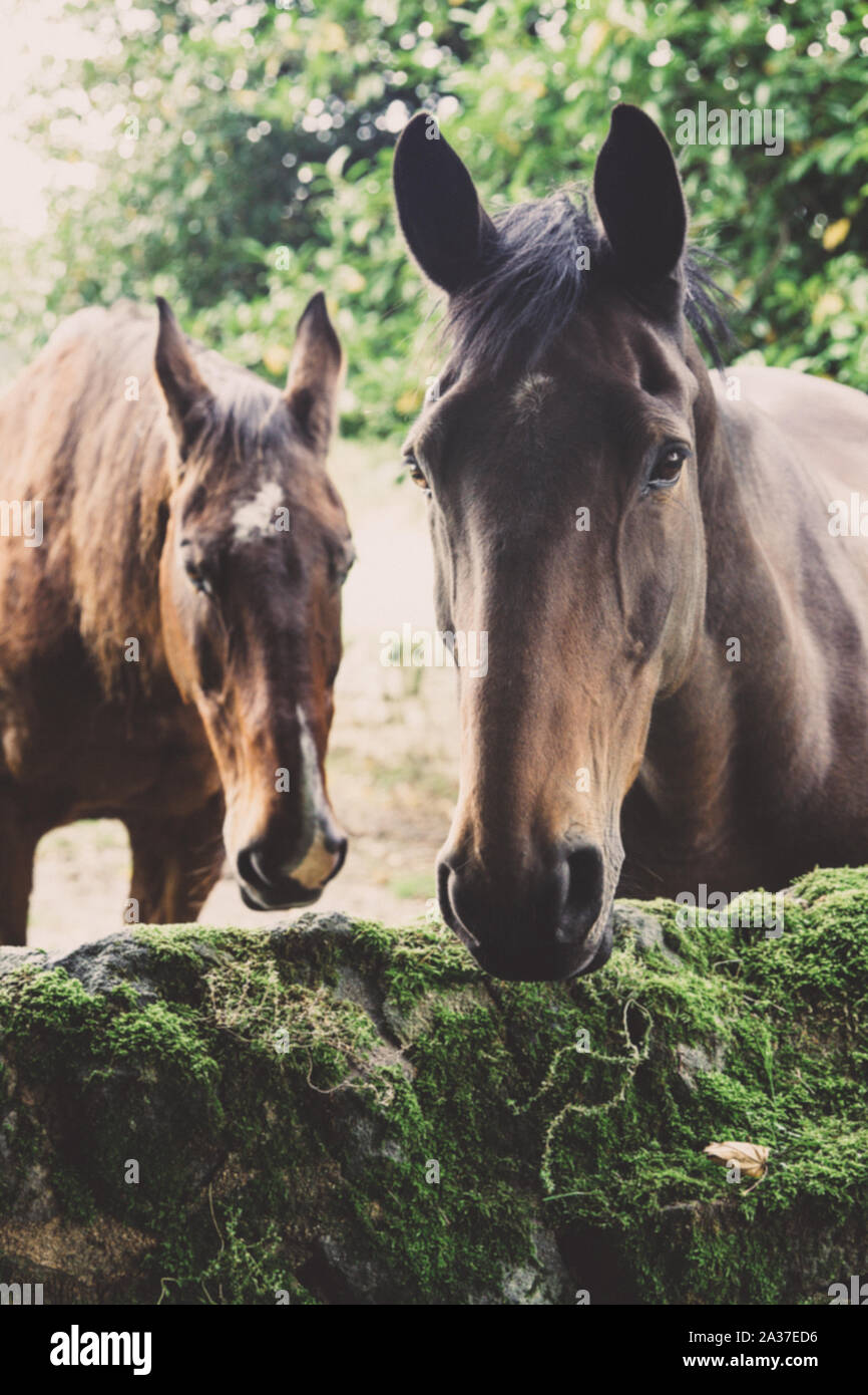Deux beaux chevaux marron en close up debout dans la campagne dans un ancien haras de chevaux pur-sang pour chevaux de course. Banque D'Images