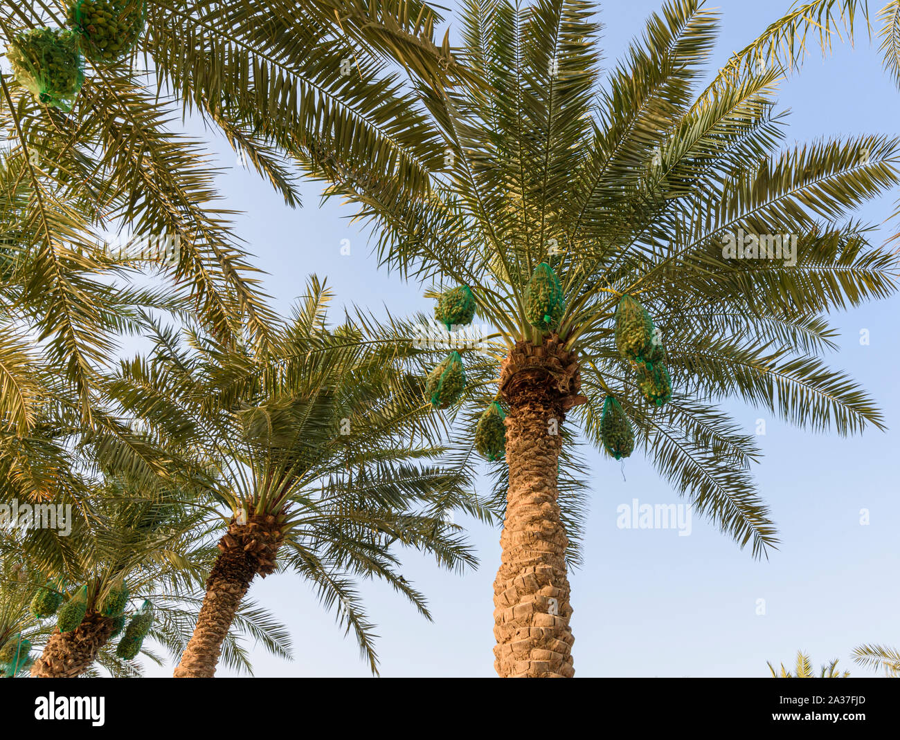 Dattiers avec leurs grappes de fruits protégée par des moustiquaires à Doha, Qatar Banque D'Images