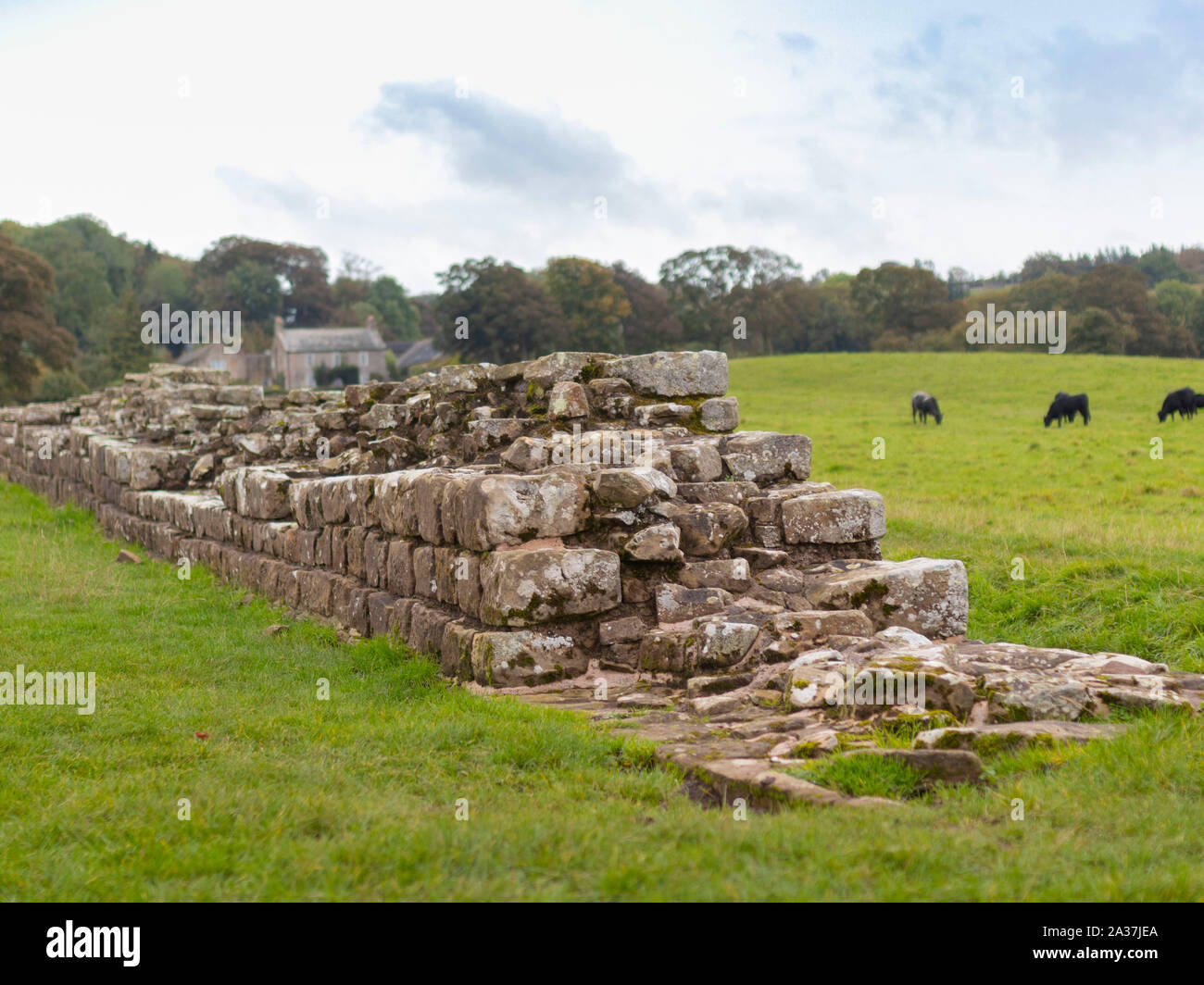 L'article de Roman Mur d'Hadrien près de Planetrees Northumberland Hexham Banque D'Images