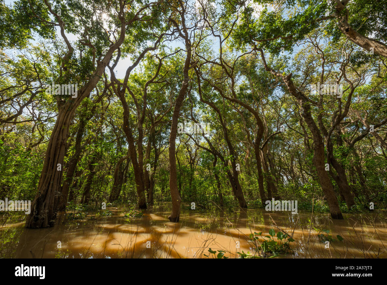 Kampung Pluk, Cambodge Banque D'Images
