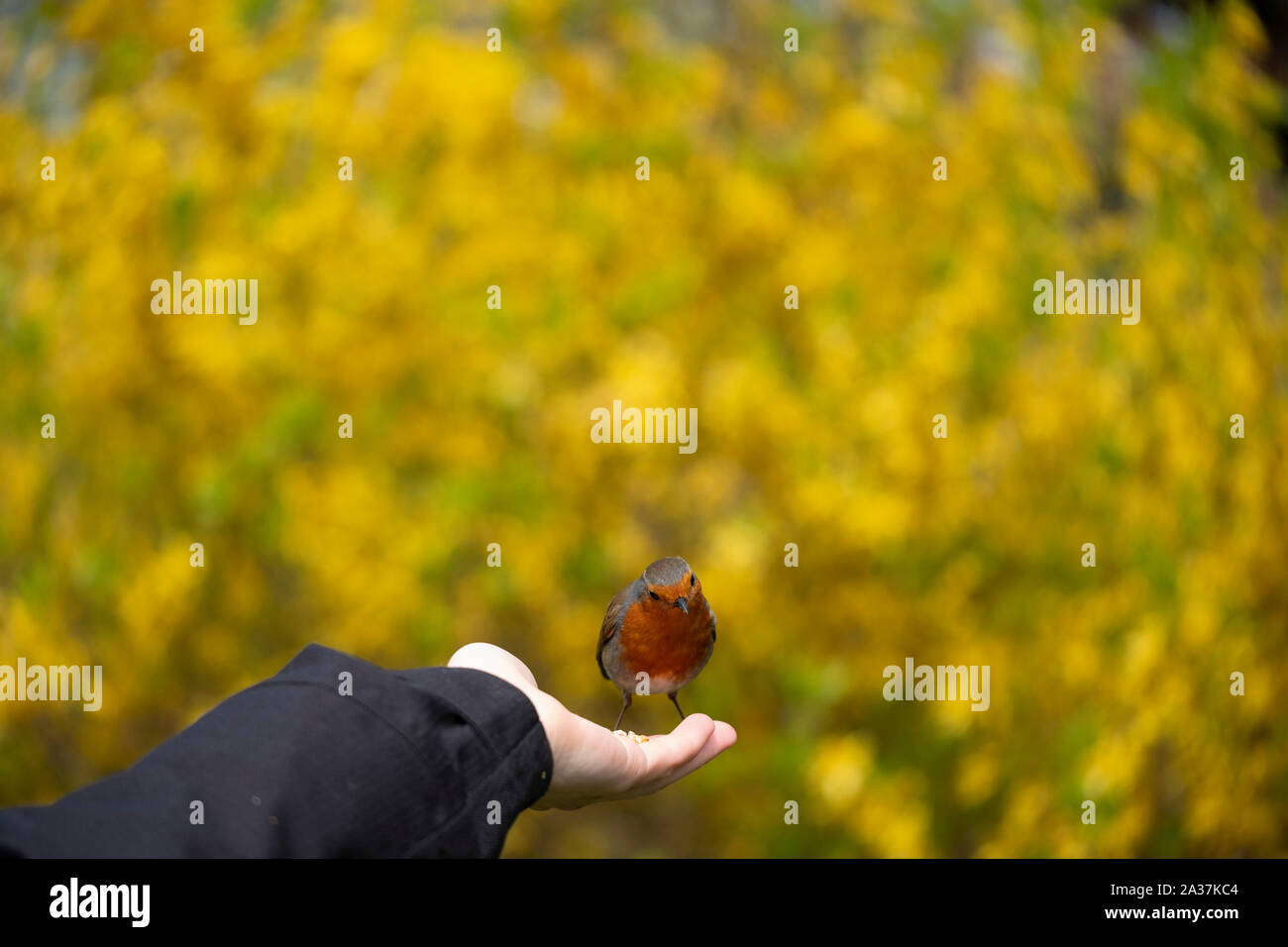 Un oiseau dans la main Banque D'Images