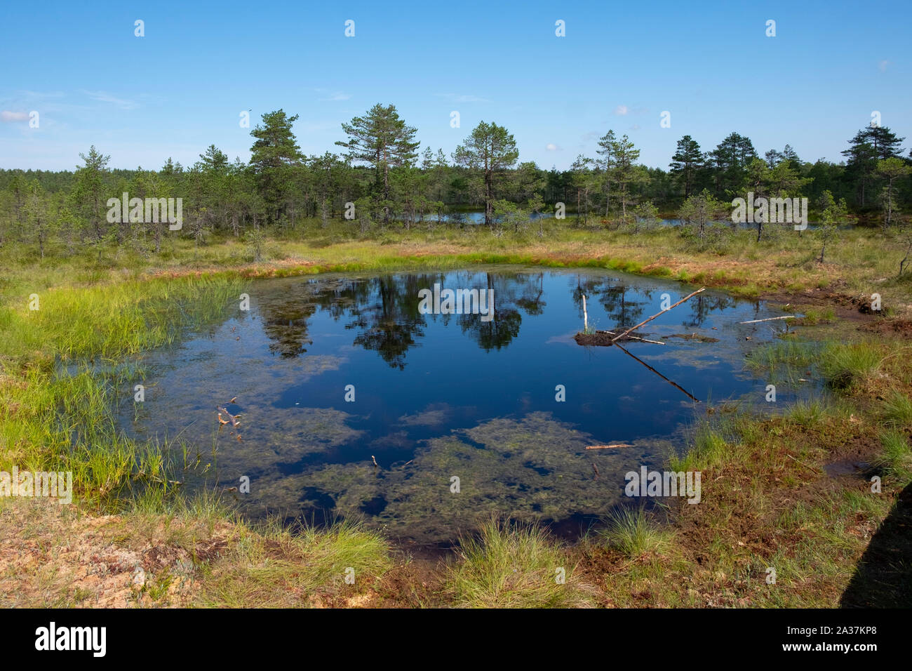 Avis de Viru Bog dans le parc national de Lahemaa, Tartu, Estonie Comté Banque D'Images