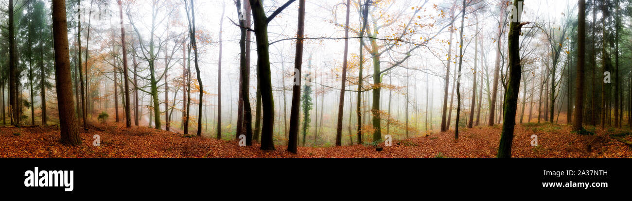 Panorama Wald im Herbst bei Nebel Banque D'Images