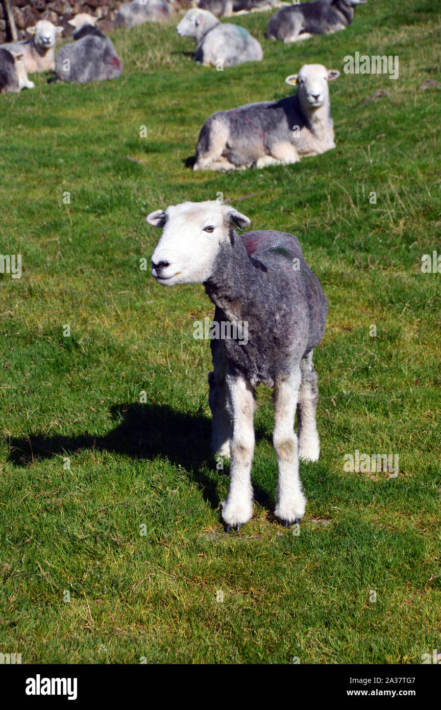 Agneau Herdwick dans un domaine Wasdale, Parc National de Lake District, Cumbria, England, UK. Banque D'Images