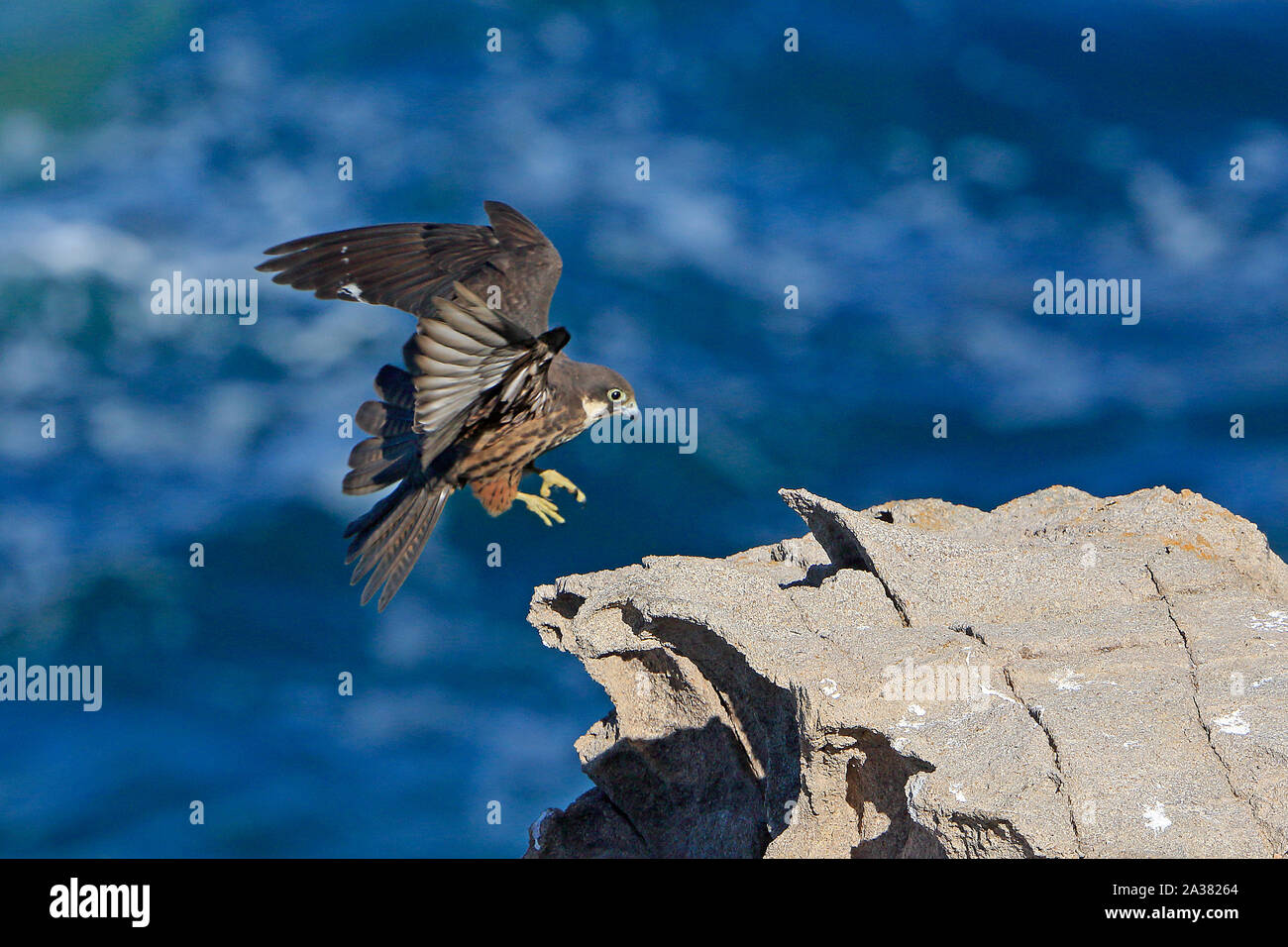 L'Eleonora femelle pèlerin entrée en terre sur la Sardaigne Banque D'Images