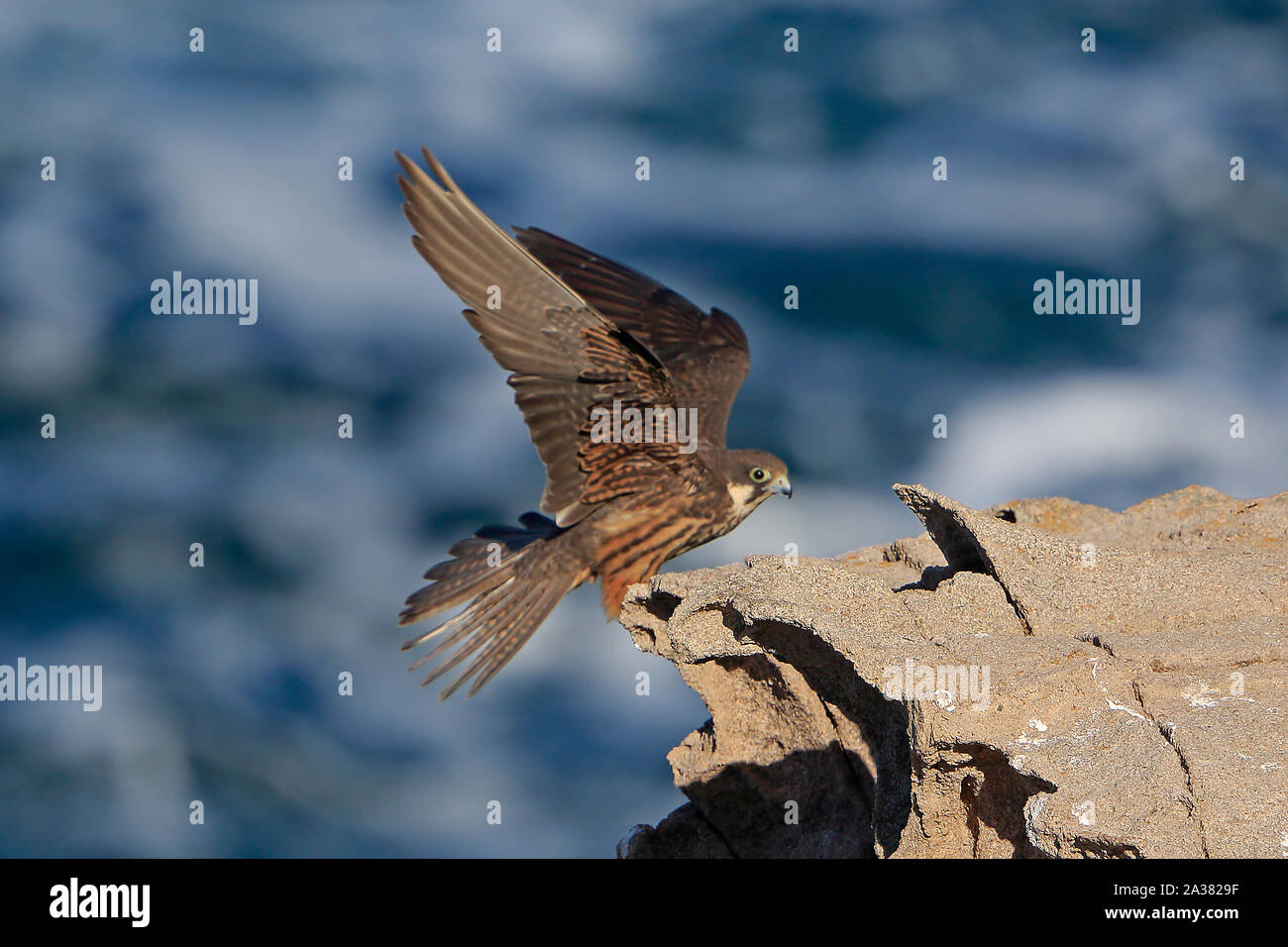 L'Eleonora femelle pèlerin entrée en terre sur la Sardaigne Banque D'Images