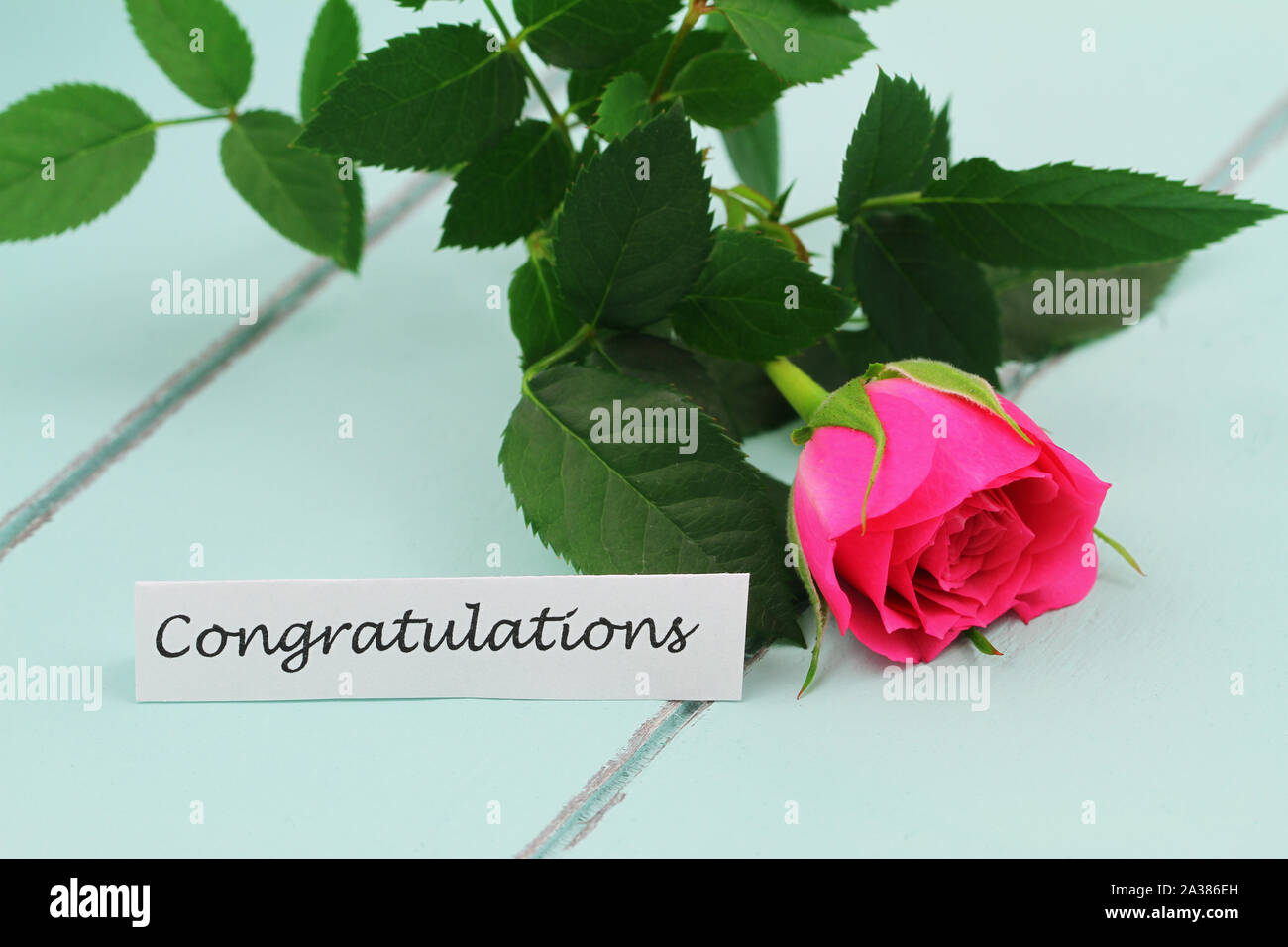 Carte de félicitations avec wild rose rose sur la surface en bois bleu Banque D'Images