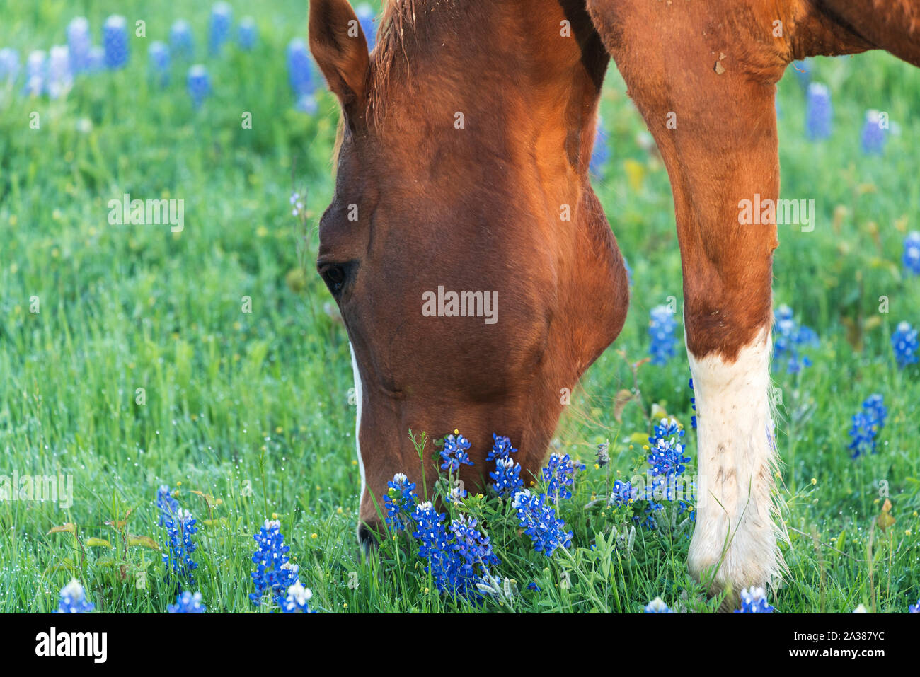 Tôt le matin, image d'un cheval avec Bluebonnets près de Ennis, Texas Banque D'Images