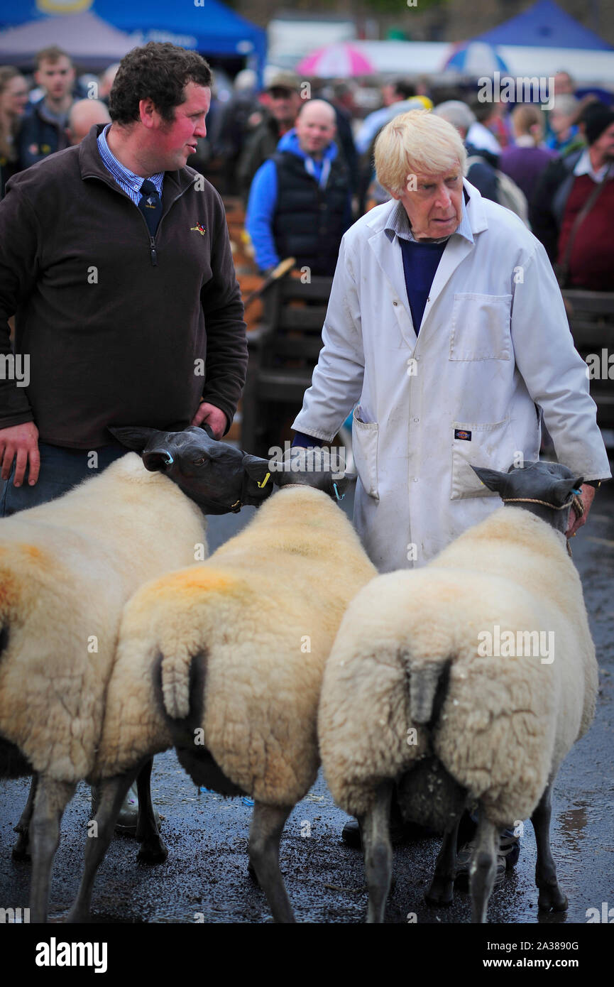 Masham North Yorkshire Angleterre Moutons juste Grande-bretagne UK Banque D'Images