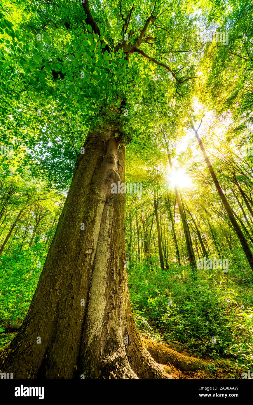 Großer Baum im Wald bei Sonnenschein Banque D'Images