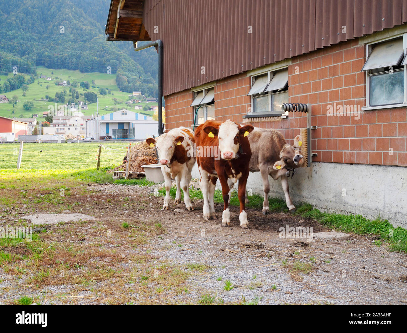 Red Holstein - Braunvie Kälber und auf einem zweier Hausrind-Rassen Haus in der Schweiz Banque D'Images