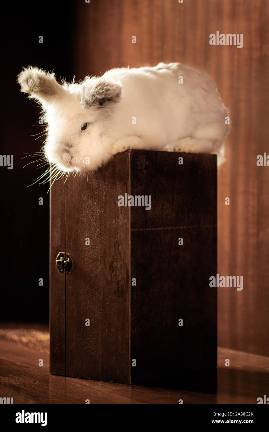 Lionhead rabbit blanc sur une boîte en bois Banque D'Images