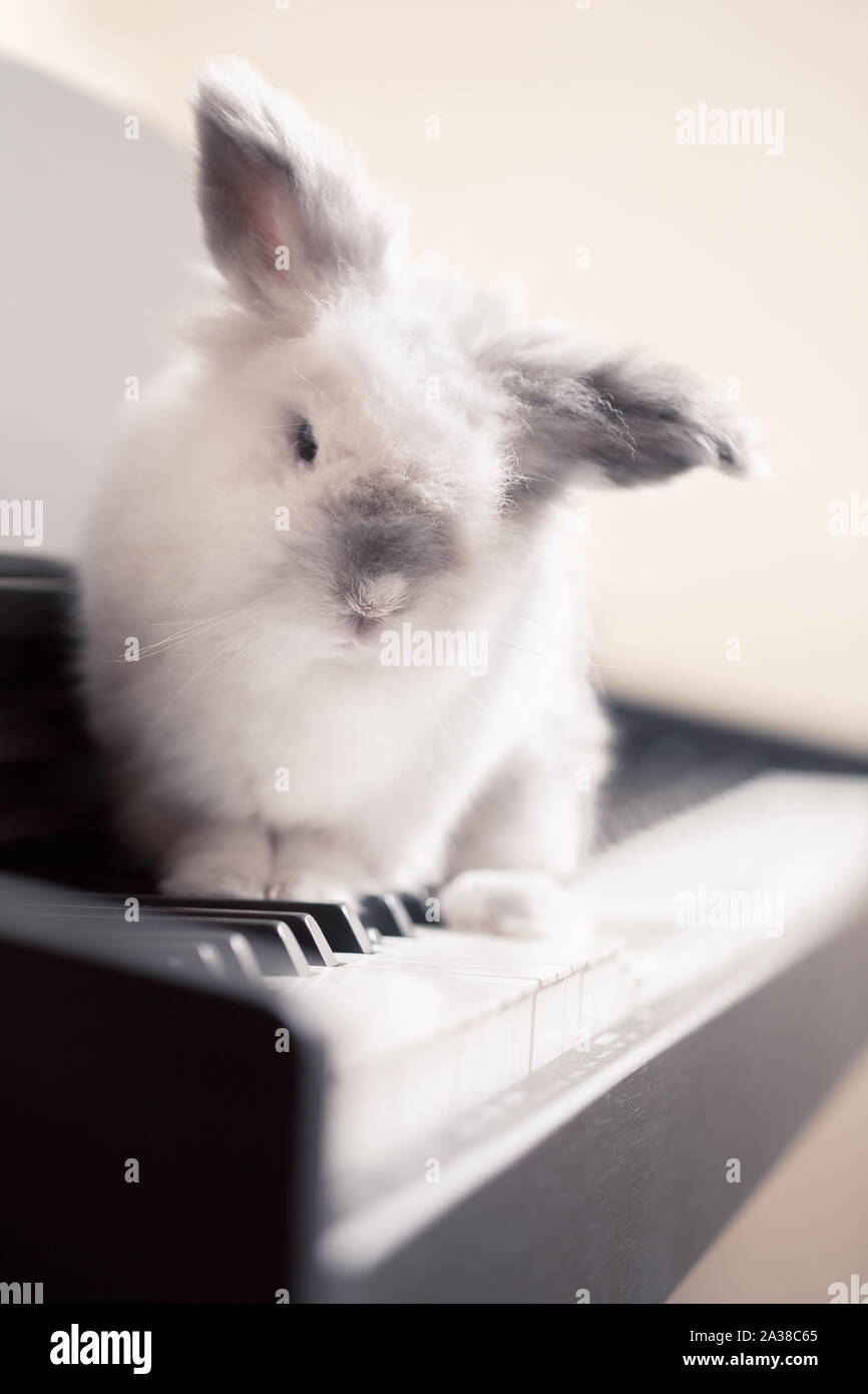 Lionhead blanc Lapin assis sur un clavier de piano Banque D'Images