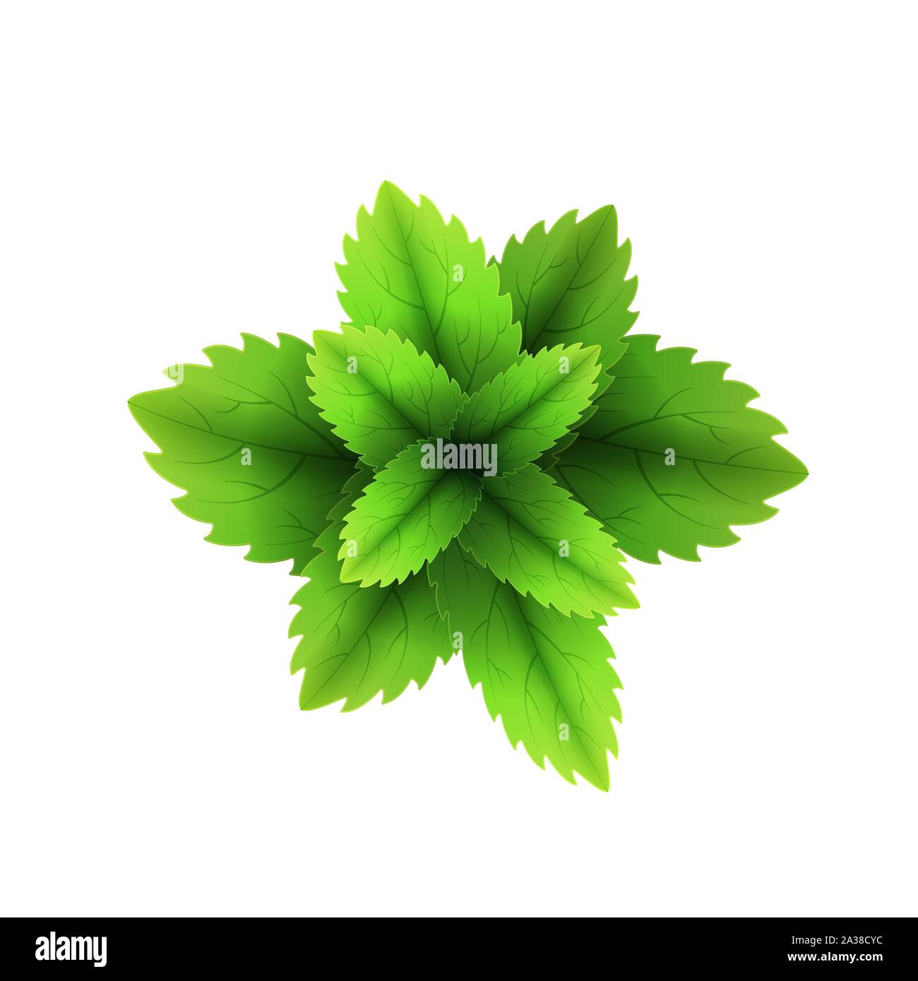 Feuille de menthe fraîche. 3D réaliste vector set de feuilles de menthe. Arôme sain. La menthe verte feuilles vertes. Isolé sur fond blanc. Vector Illustration de Vecteur