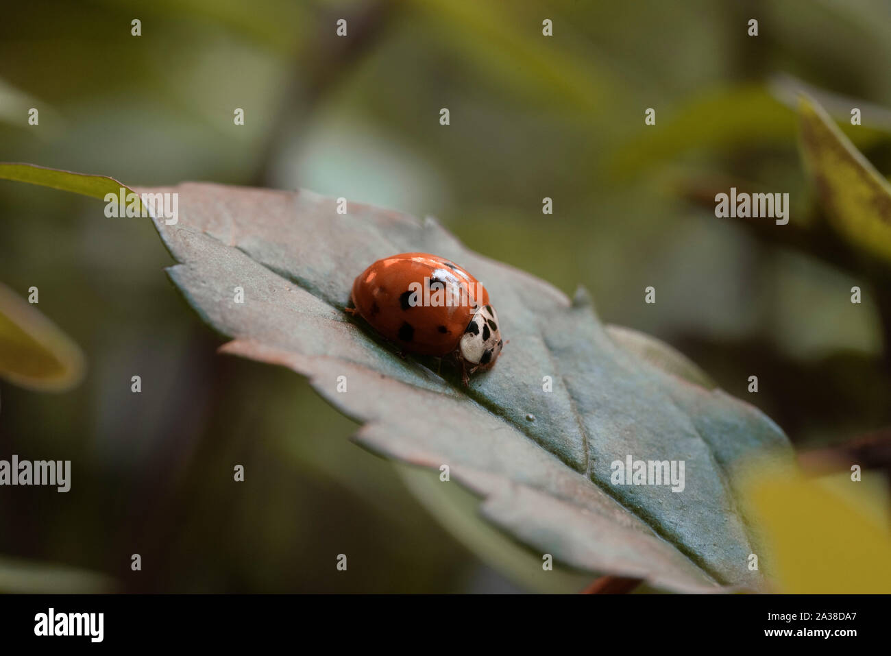 Close-up d'une coccinelle sur une feuille, Brésil Banque D'Images