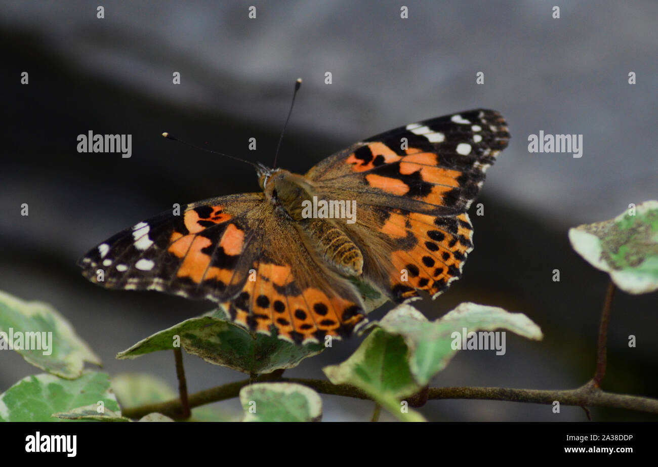 La Belle Dame Vanessa cardui Butterfly resting on leaf Banque D'Images