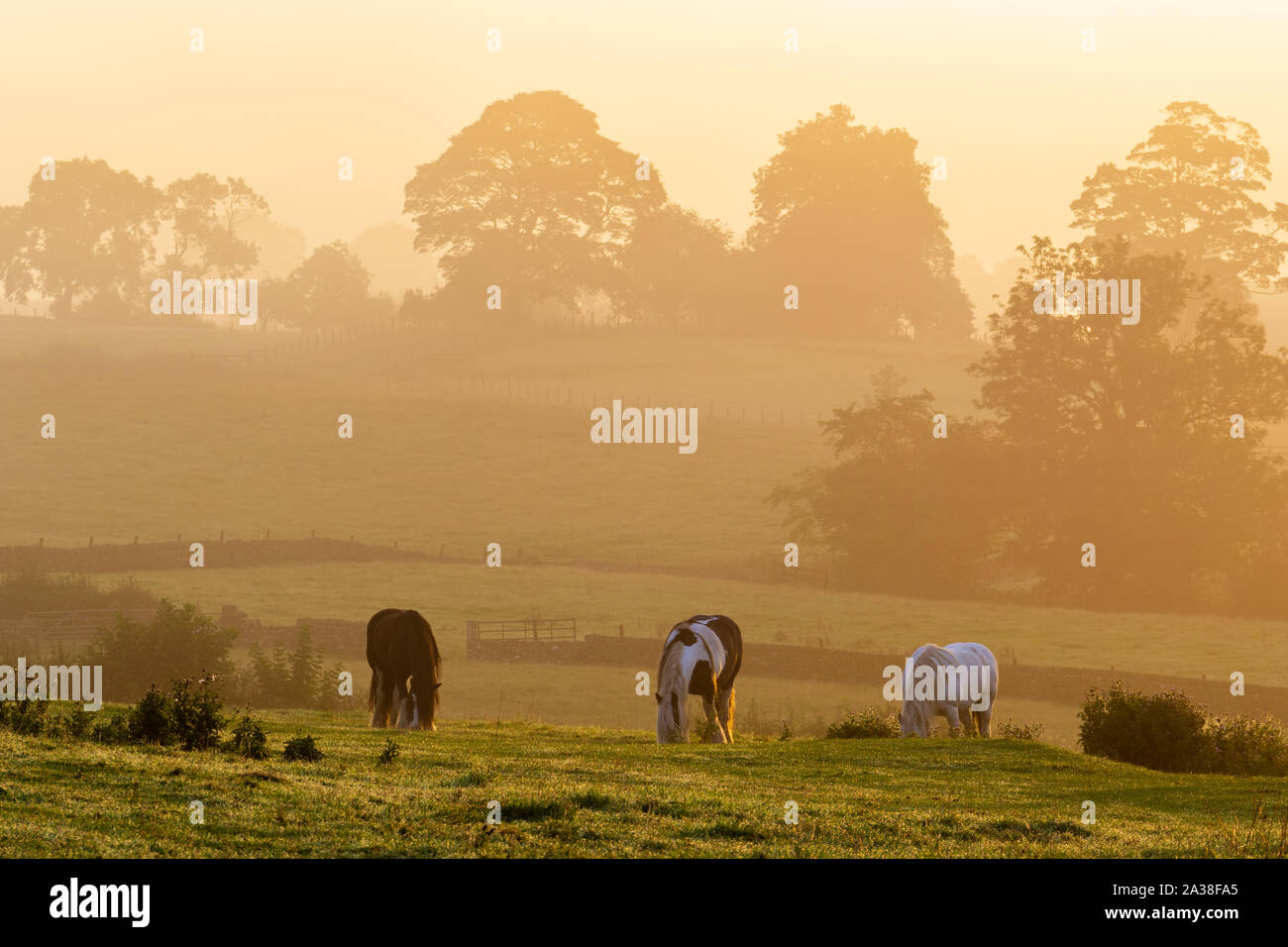 Trois chevaux avec la tête basse de manger l'herbe sur Carlton Lane, Yeadon, comme le soleil illumine le paysage brumeux avec une lueur dorée. Banque D'Images