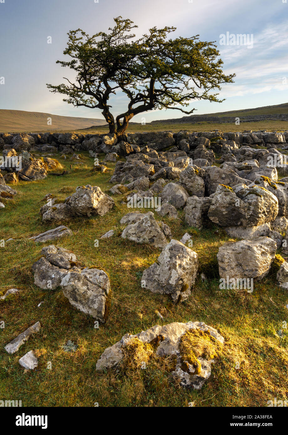 Lapiez attrape le premier jour à Twisleton fin cicatrice, Ingleton, Yorkshire Dales, avec un arbre d'aubépine de rompre l'horizon. Banque D'Images