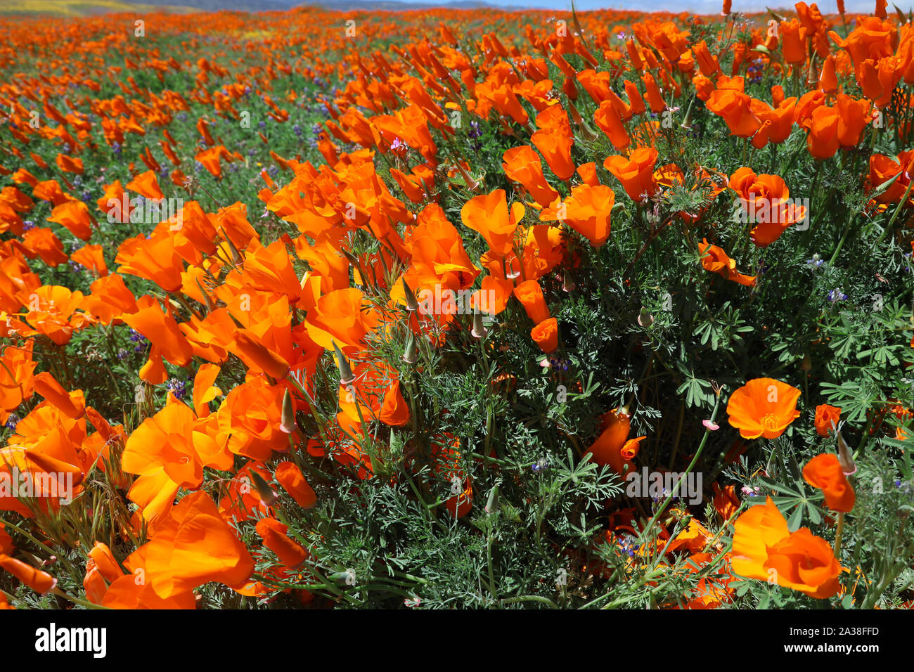 Close-up de coquelicots en fleurs, Antelope Valley California Poppy Réserver État réserve, California, United States Banque D'Images