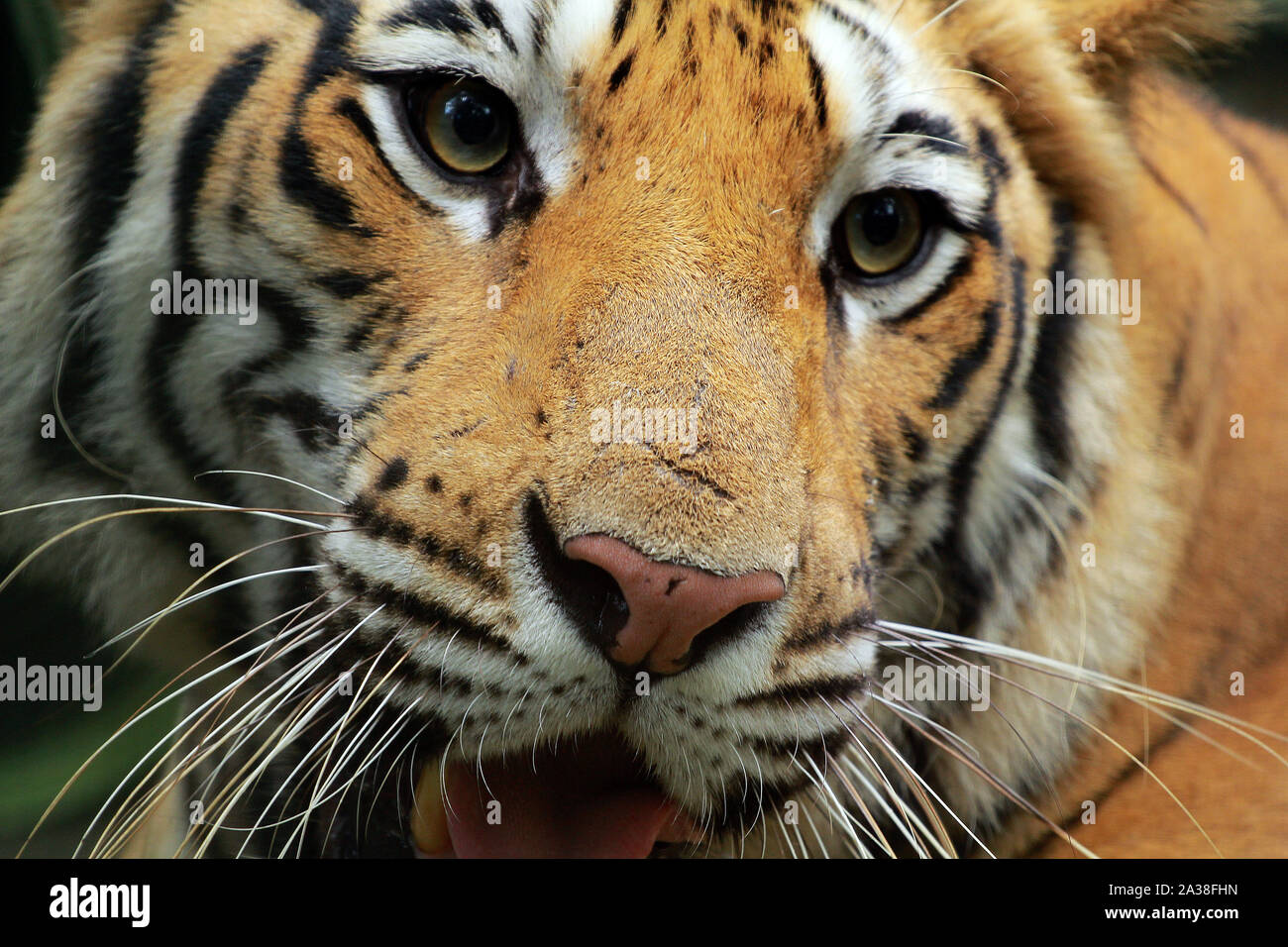 Portrait d'un tigre de Sumatra, Indonésie Banque D'Images