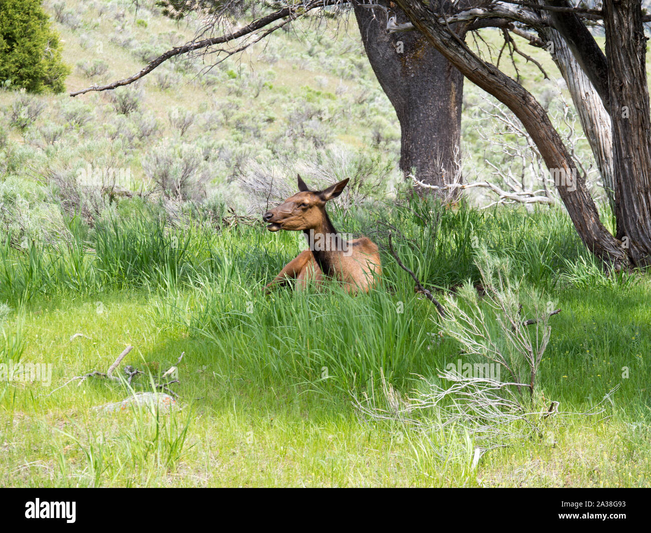 Un wapiti dans son habitat naturel au parc national de yellowstone par une journée ensoleillée Banque D'Images