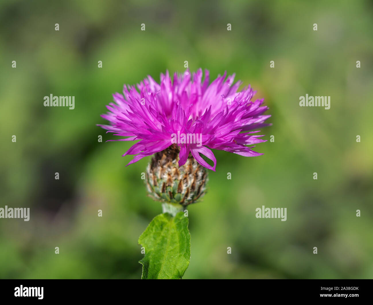 Hôtel récemment ouvert un bourgeon de bleuet (Centaurea cyanus rose avec pétales de rose) Banque D'Images