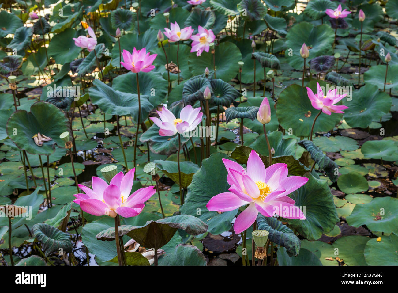 Fleurs de Lotus rose indien, lotus, lotus sacré, bean de l'Inde (Nelumbo  nucifera) à Ubud, Bali, Indonésie, Asie du sud-est Photo Stock - Alamy