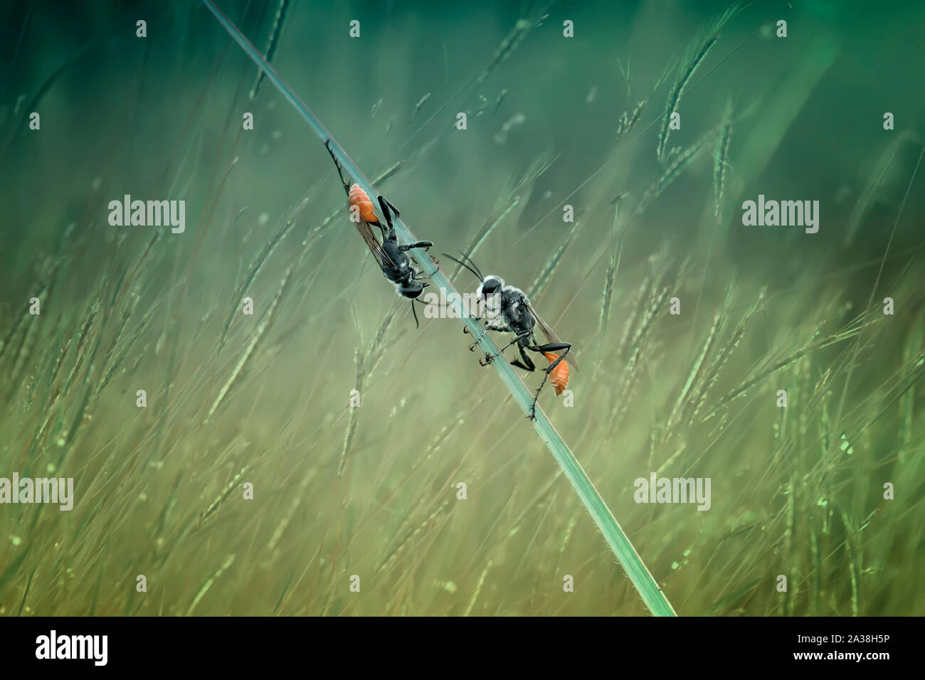 Deux insectes sur un brin d'herbe, de l'Indonésie Banque D'Images