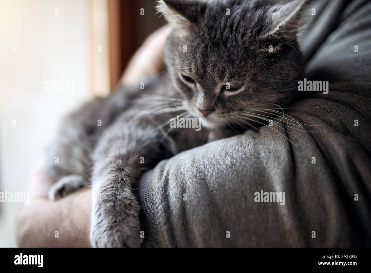 L'homme à la maison en tenant son joli chat. Cute kitten gris avec les yeux verts. Animaux domestiques et le style de concept. Banque D'Images