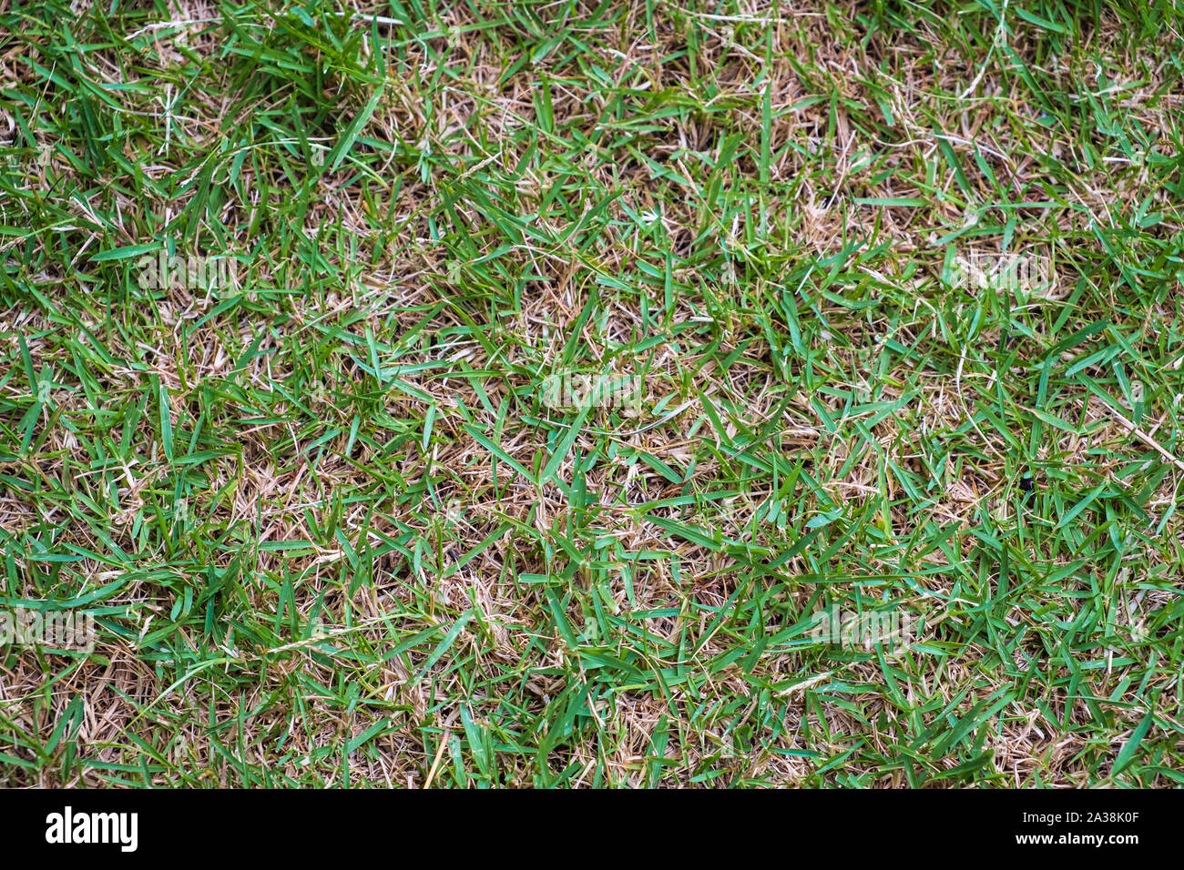 La texture de fond d'herbe close up in park Banque D'Images