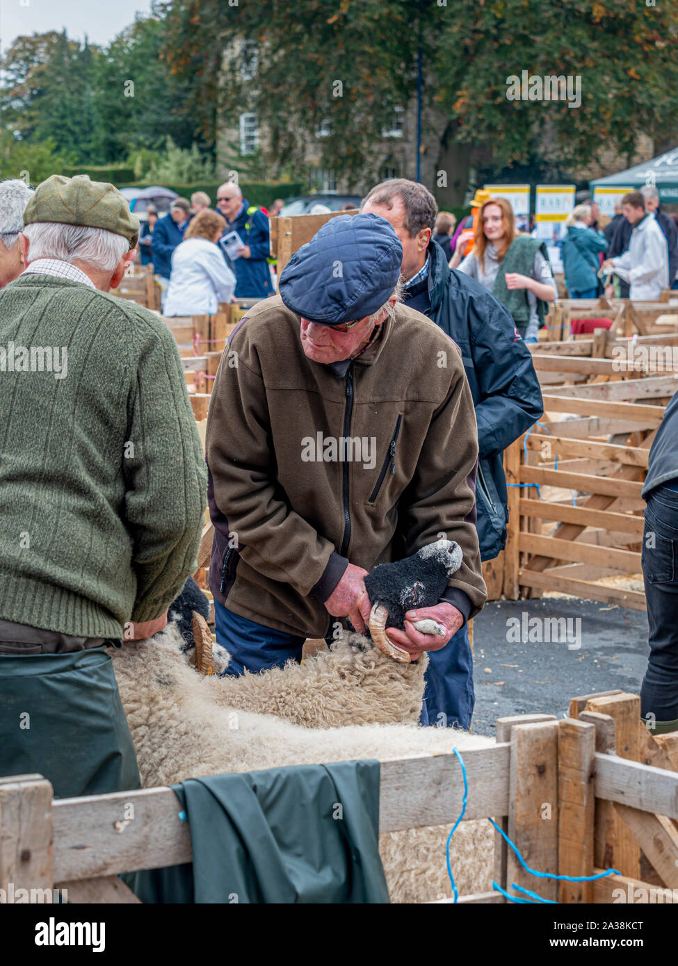 Juges inspectant les moutons à Masham Sheep Fair, North Yorkshire Banque D'Images