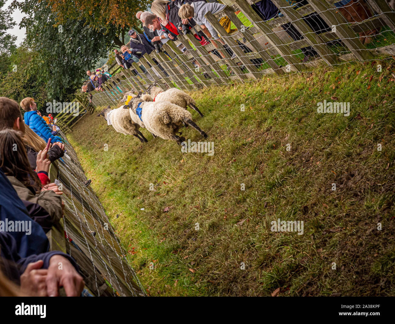 Course de Moutons Moutons juste à Masham Banque D'Images