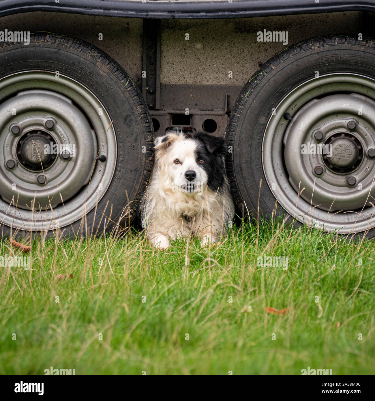 Chien assis entre les roues de la remorque dans le champ Banque D'Images