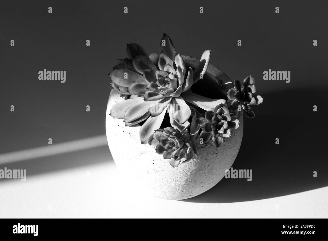 Plante en pot en céramique ronde en partie ombragé en noir et blanc. Echeveria avec de petits poussins on windowsill Banque D'Images