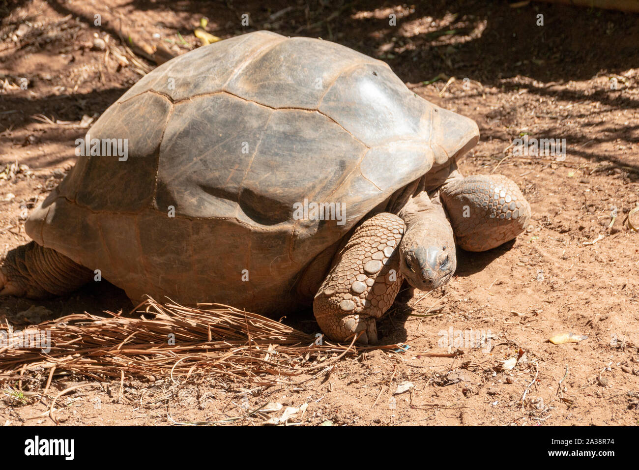 Une vue en gros plan d'une grande tortue terrestre dans son enceinte Banque D'Images