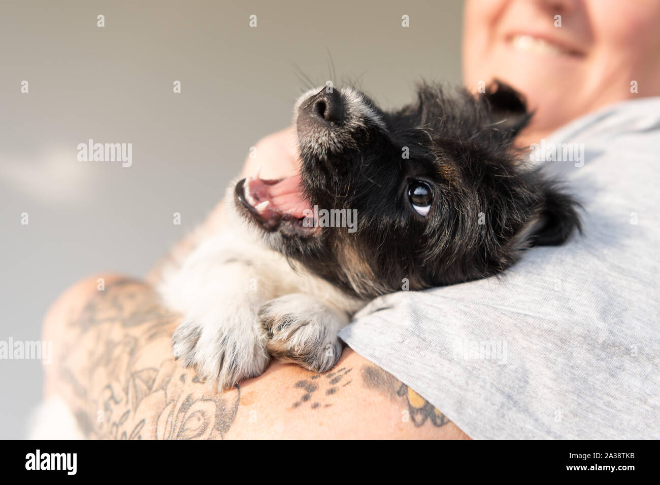 Propriétaire joue avec sa jeune Jack Russell Terrier puppy dog et est le porte. pup 7,5 semaines Banque D'Images