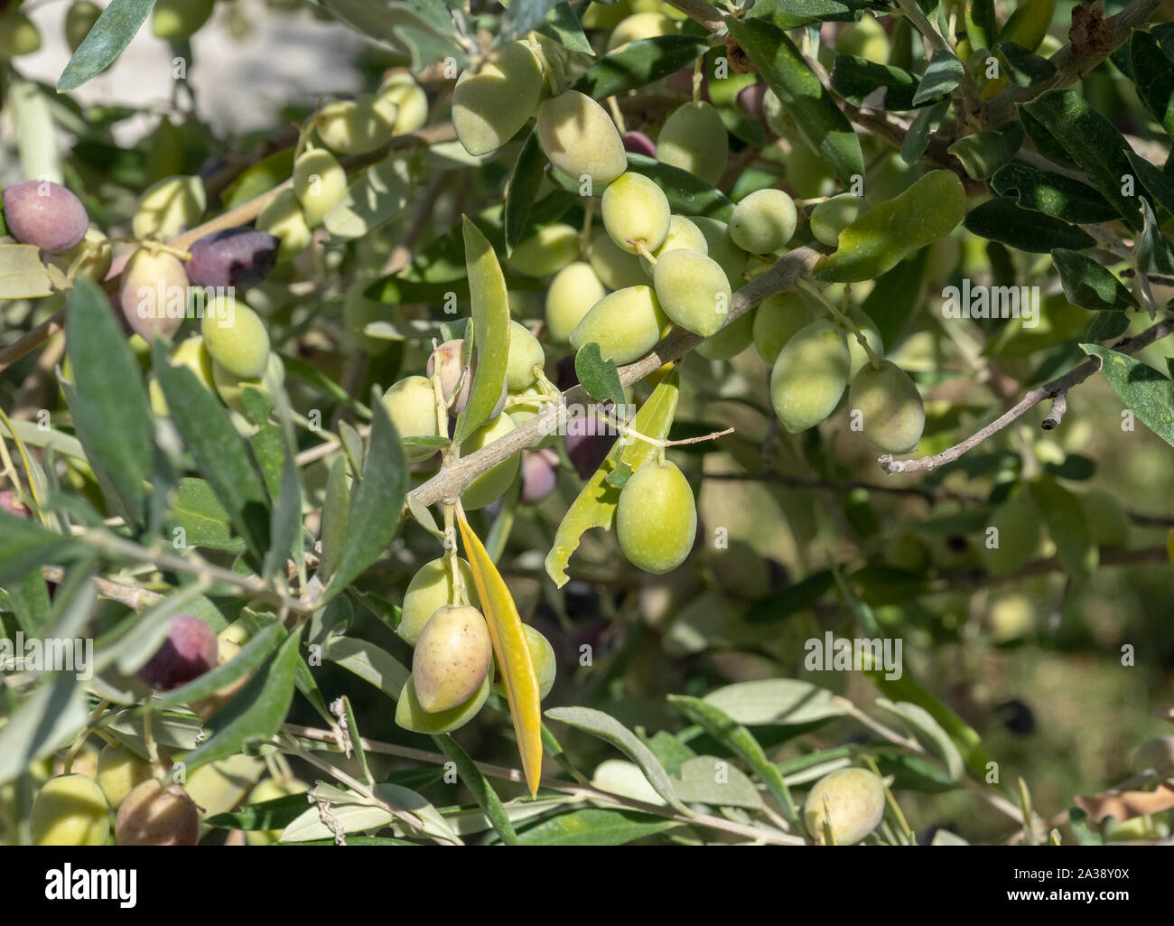 Close up of olives sur un arbre près de olive Anogyra, Chypre. Banque D'Images