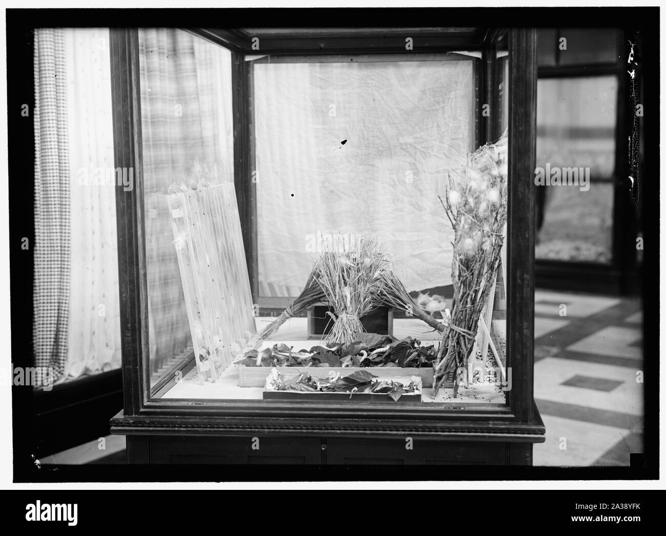 Les vers à soie DANS LE MUSÉE NATIONAL Banque D'Images