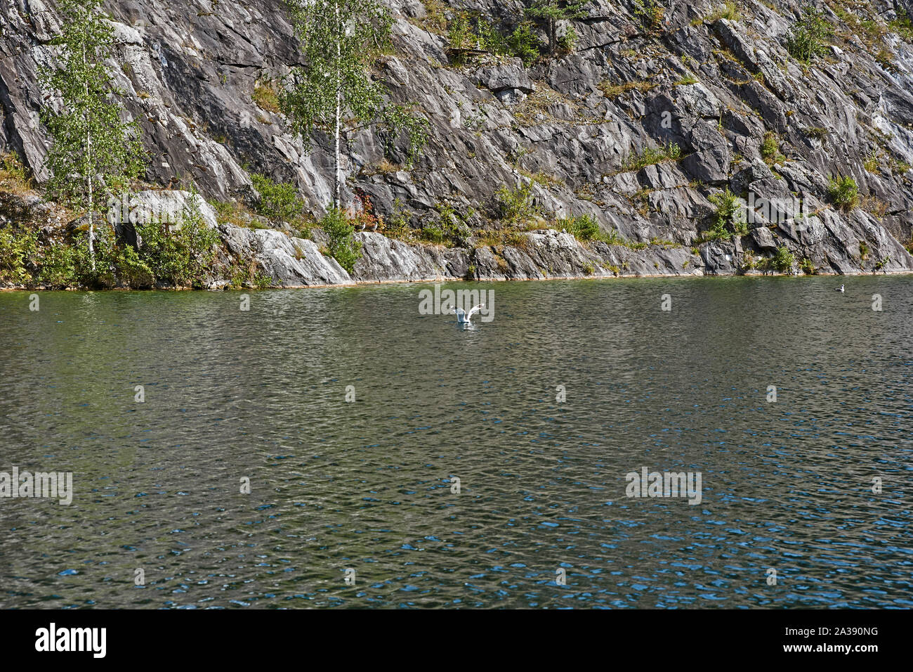 Le paysage pittoresque du parc naturel de la montagne Ruskeala. Les roches sont visibles, un lac, forêt de conifères, des montagnes, des animaux sauvages. Une Mouette Nage Banque D'Images