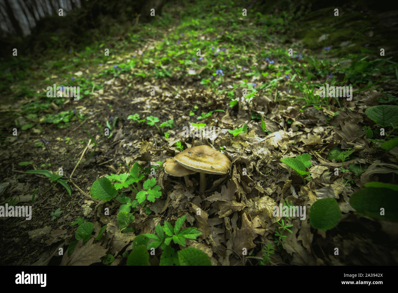 Vue en gros un champignon avec earty et moody tones Photo Stock - Alamy