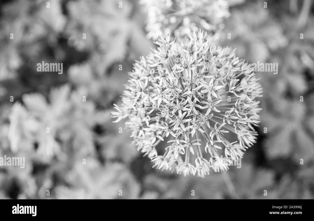 L'allium blooming close up. Ball de l'épanouissement des fleurs d'allium. Beau thème pour le jardinage Allium. Concept de la botanique. Fleur violette fleurs magnifiques. Le Jardinage et la plantation de plantes. Banque D'Images