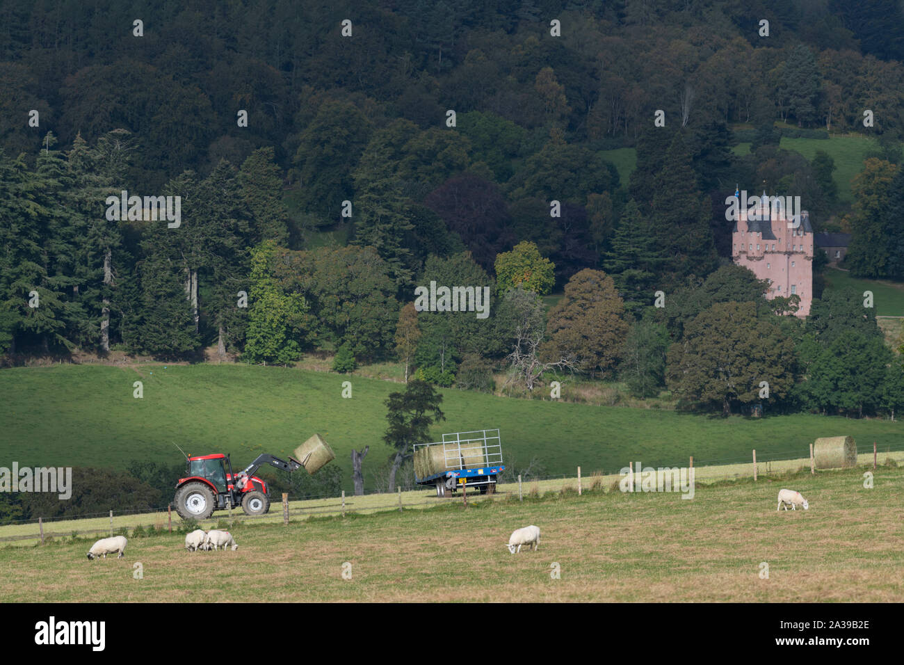 Un tracteur rouge chargement de balles de foin sur une remorque avec des moutons à l'avant-plan et Craigievar Castle sur un coteau boisé derrière Banque D'Images