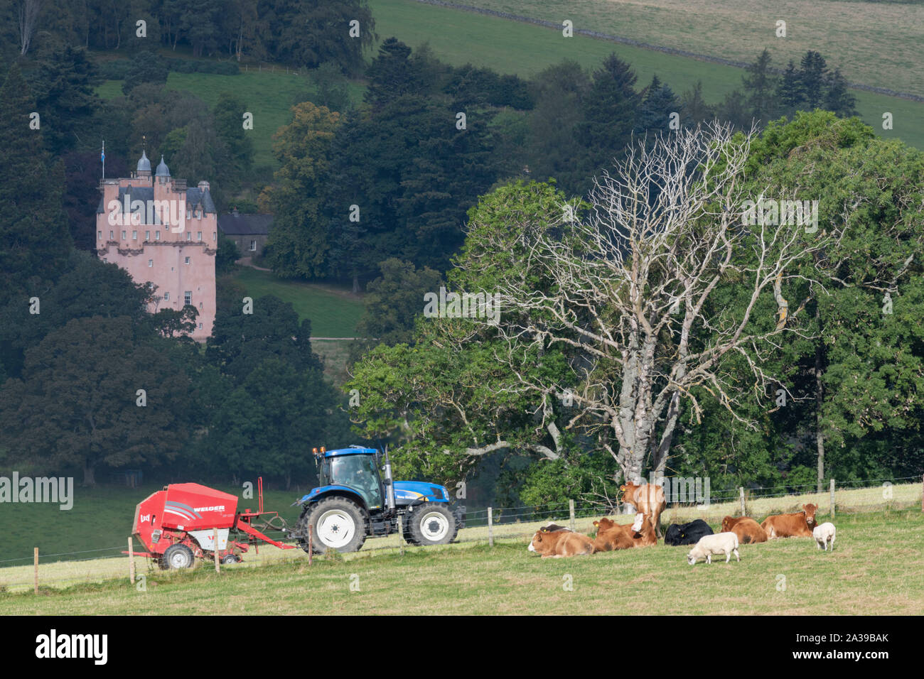 Un tracteur bleu et rouge de la ramasseuse-presse en face de Craigievar Castle avec des moutons et du bétail dans un champ adjacent Banque D'Images