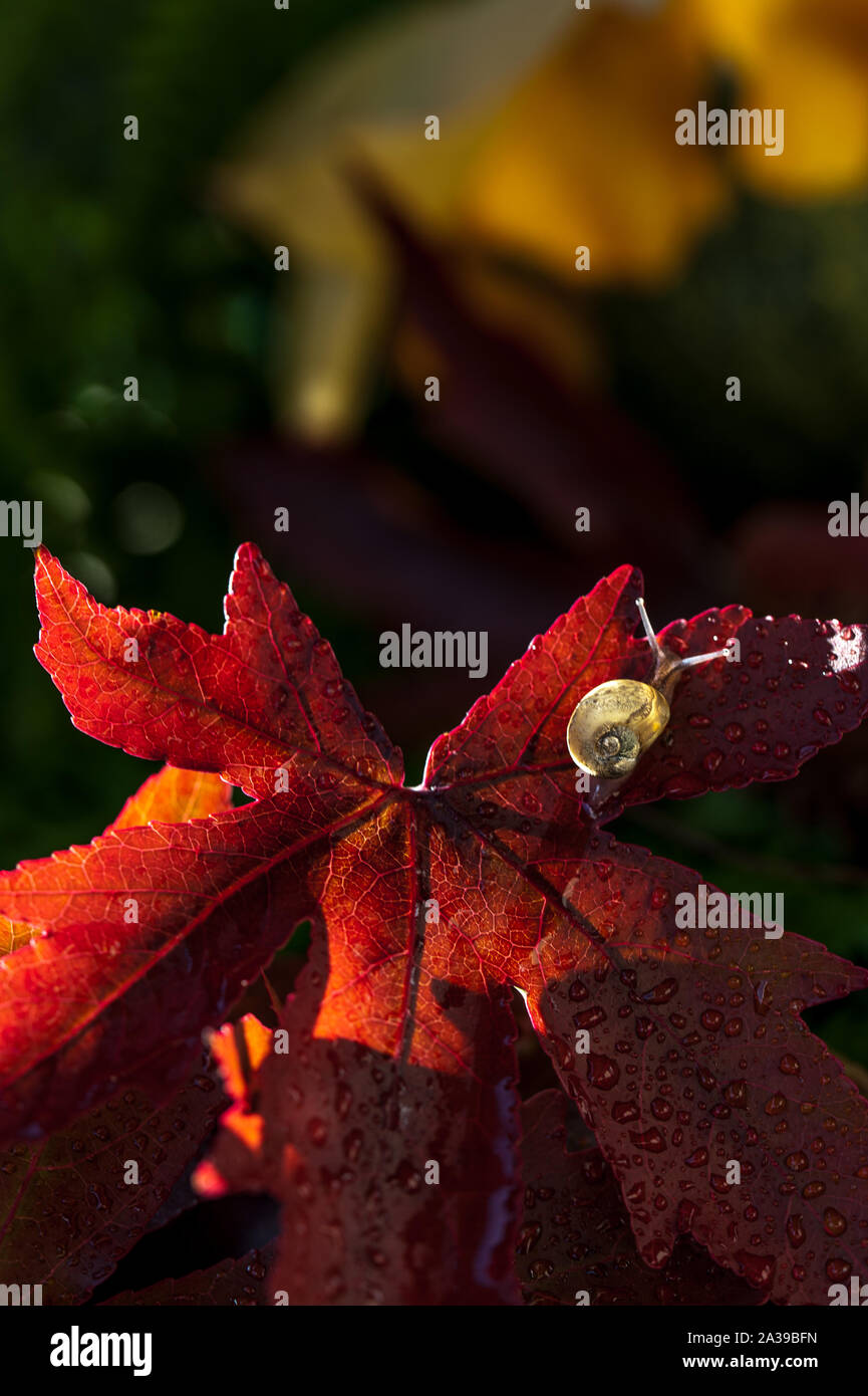 Tout petit escargot sur une feuille d'érable rouge automne Banque D'Images