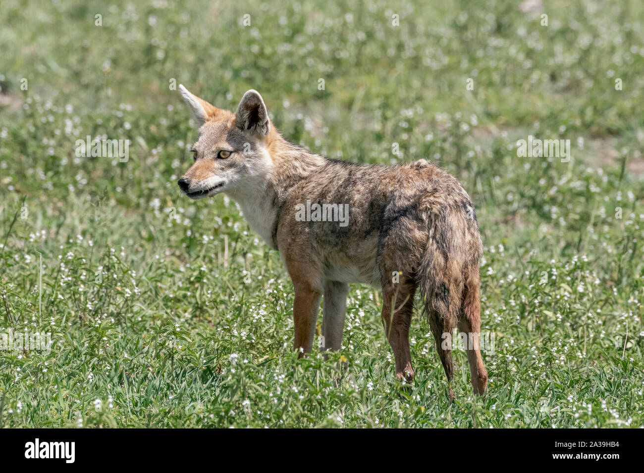 Golden Afrique wolf (Canis anthus bea) posent d'alerte au printemps, les fleurs sauvages, Ngororongoro cratère, Tanzanie Banque D'Images