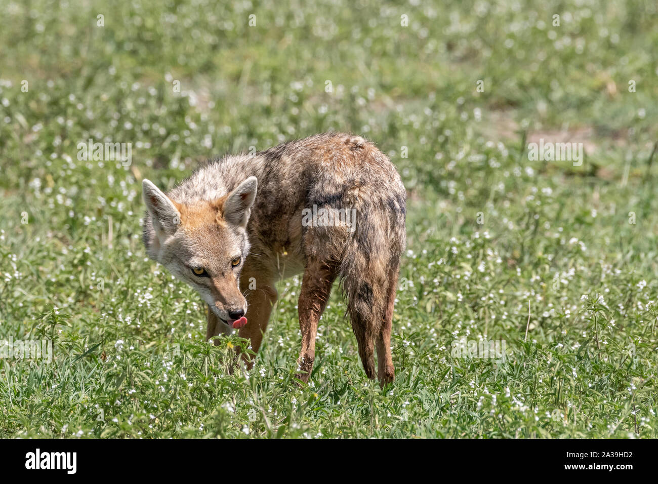 Golden Afrique wolf (Canis anthus bea) tête vers la caméra, de la langue, dans l'herbe de printemps, Ngororongoro cratère, Tanzanie Banque D'Images