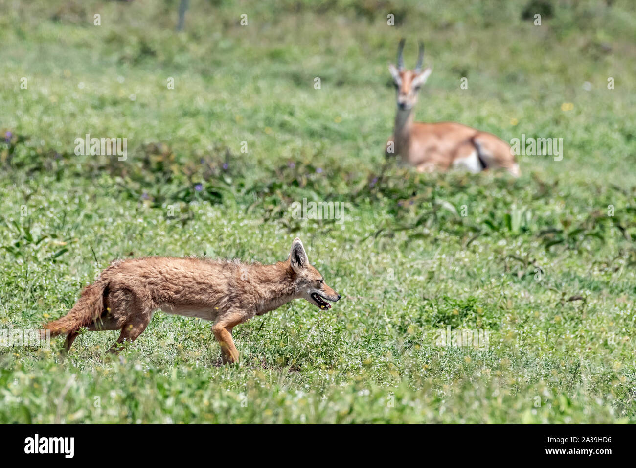 Golden Afrique wolf (Canis anthus bea) au printemps de l'herbe en marche par un impala au repos, le cratère du Ngorongoro, en Tanzanie Banque D'Images